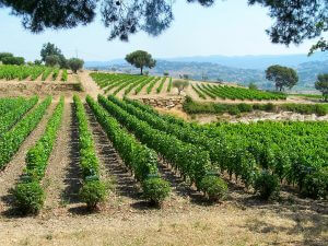 vignobles de Bandol