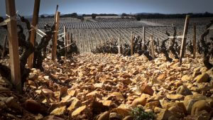 galets roulés de Châteauneuf-du-Pape