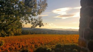 vigne en automne